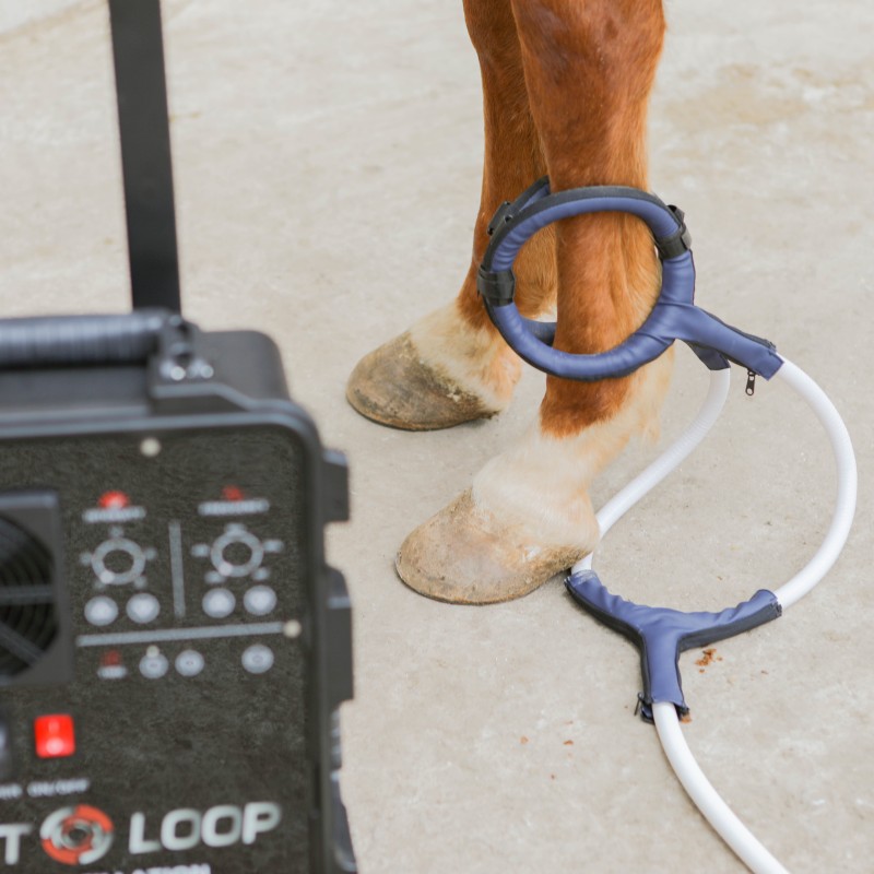 PMST LOOP PEMF Therapy Horse E - Therapy Health And Wellness ulasan dan harga